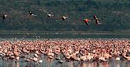 RTW0235  Flying Flamingos